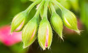 massage thai aux plantes
